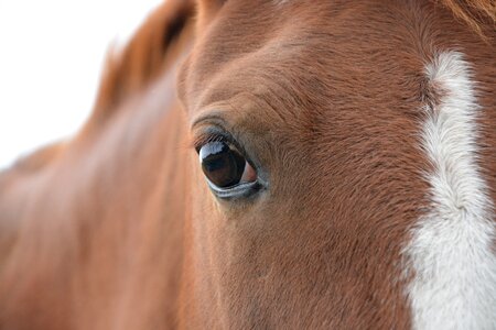 Eye horse domestic animal ears white photo
