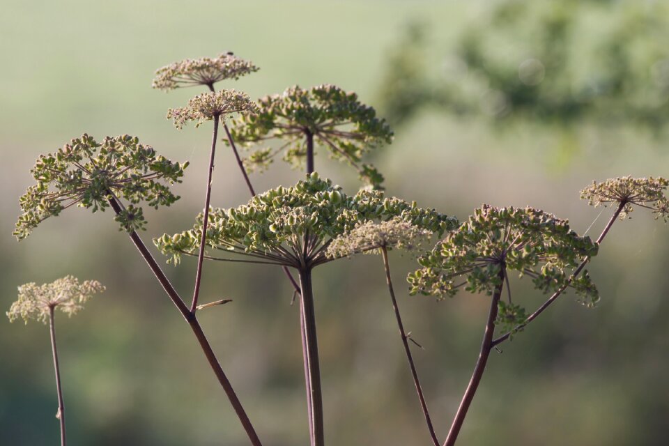 Hedgerows wild natural