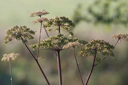 Hedgerows wild natural