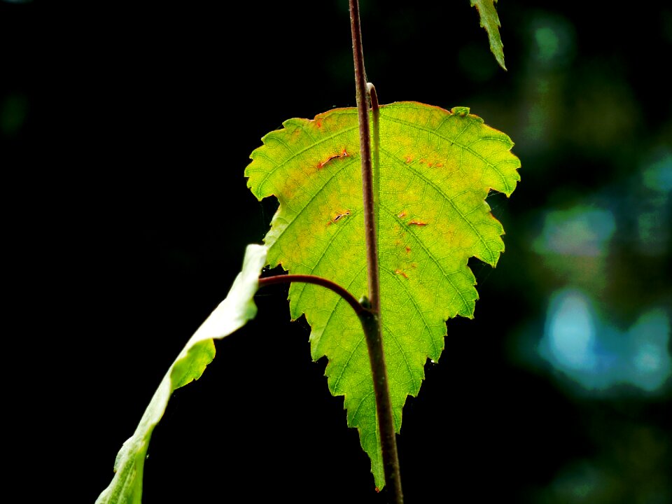 Leaves nature colorful