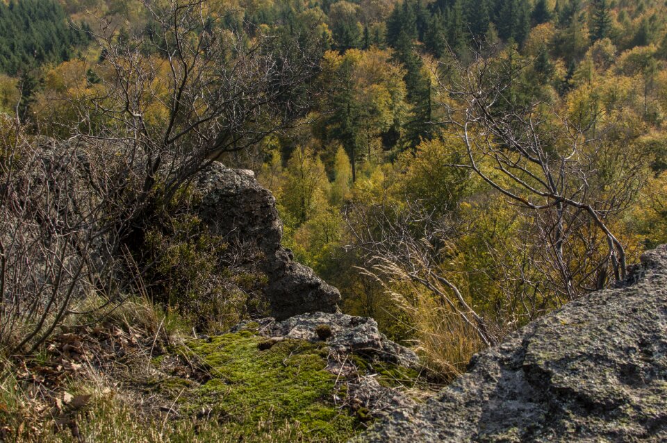 Trees landscape forests
