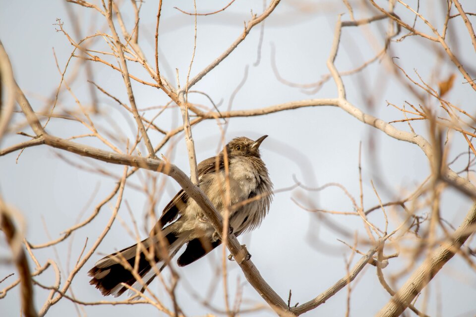 Bird wildlife animal