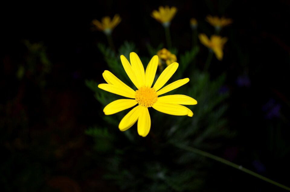 Yellow flower flower yellow