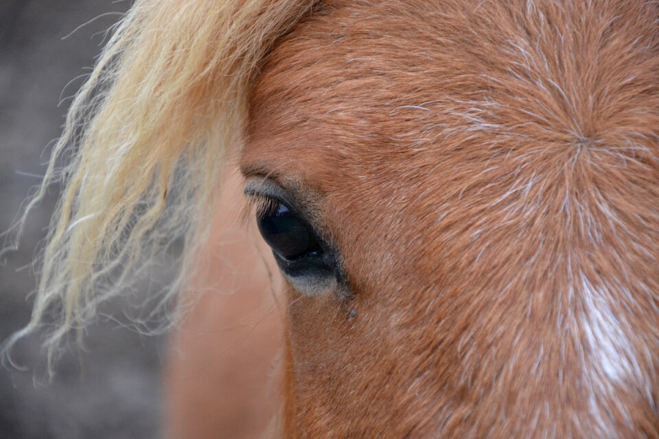 Brown blond mane brown horse