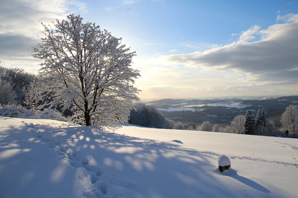 Frost frozen tree photo