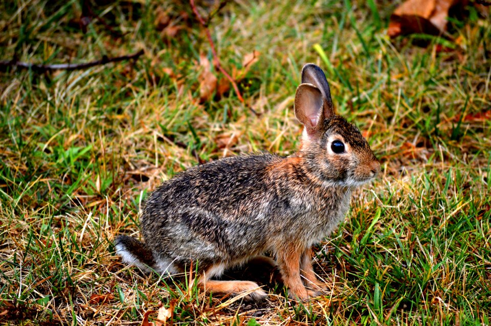 Biology wild mammals
