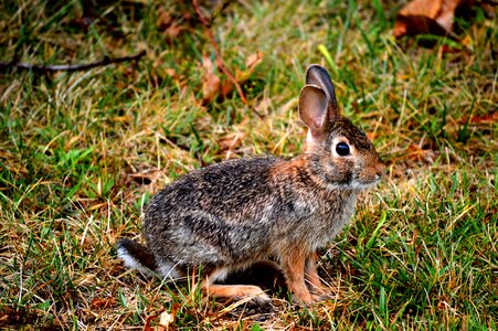 Biology wild mammals