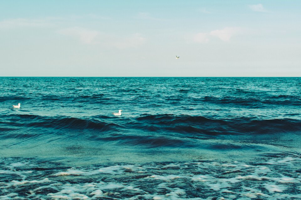 Water seagulls summer photo