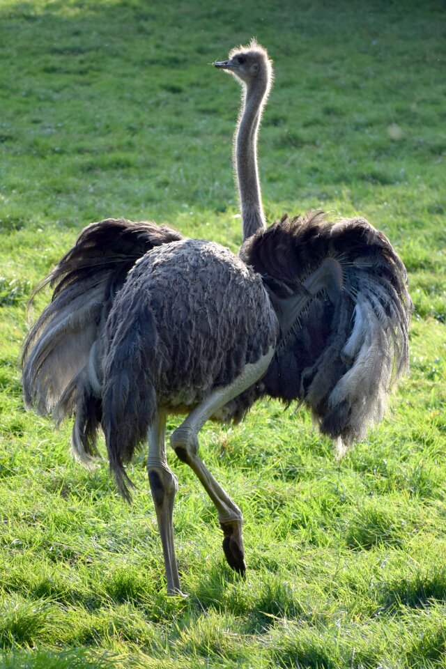 Nature bird neck