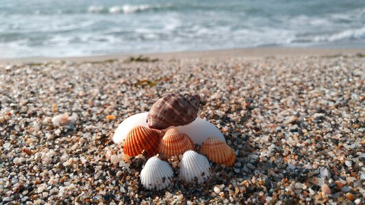 Stones sea shells foam