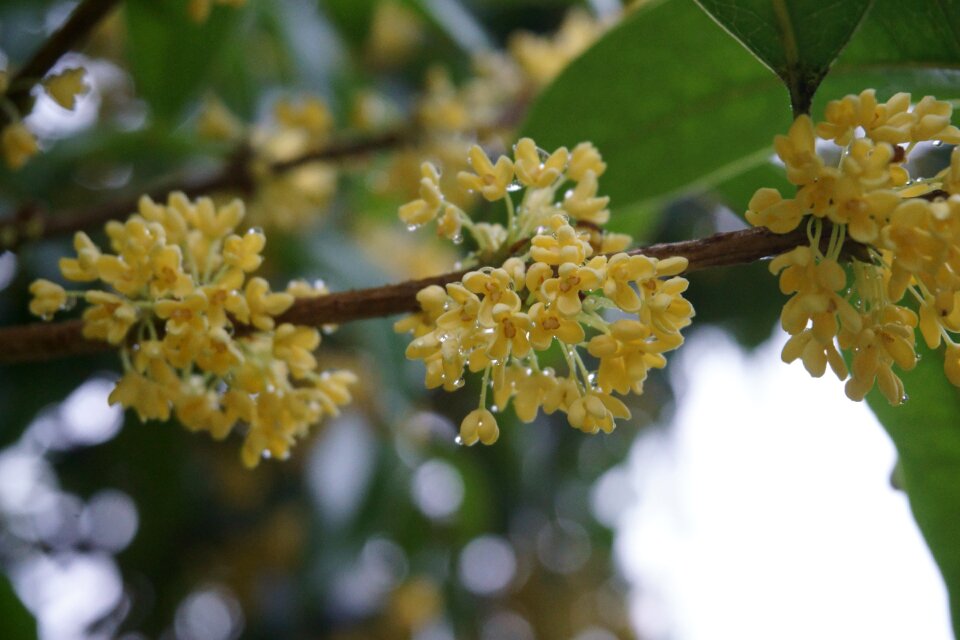 Osmanthus raindrops plant
