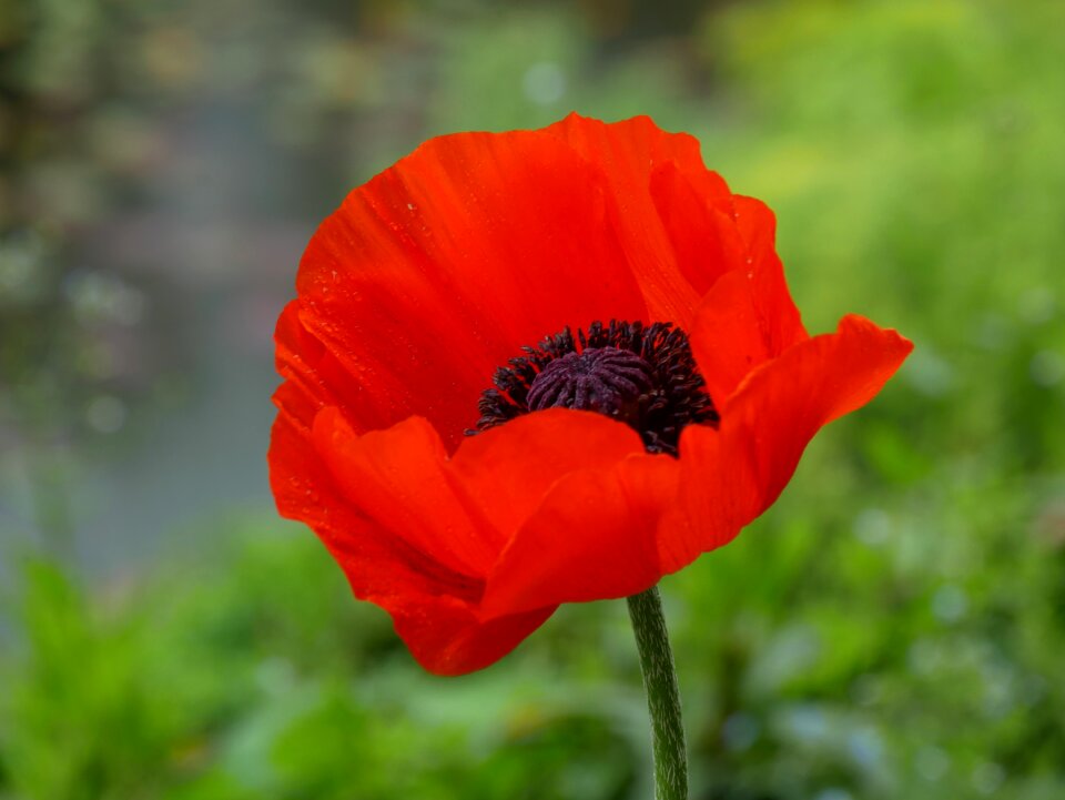 Flowers poppy summer