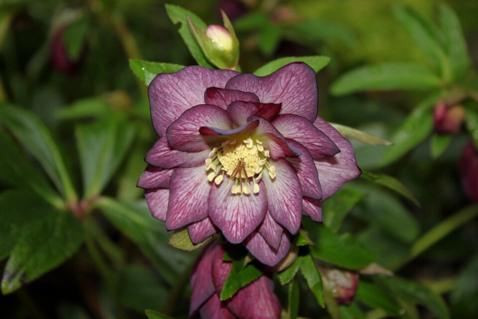 Plant christmas rose close up