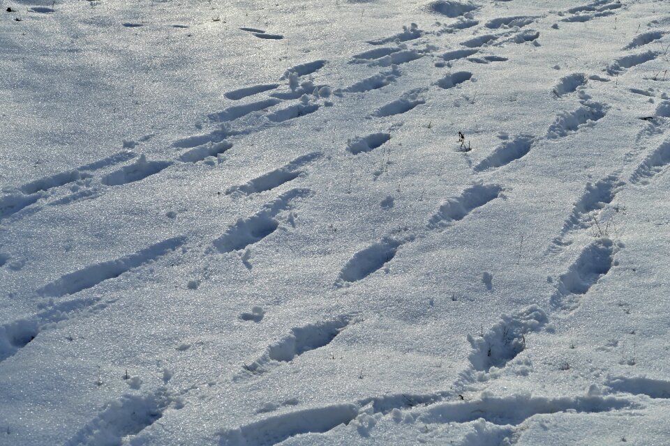Nature meadow snowy country