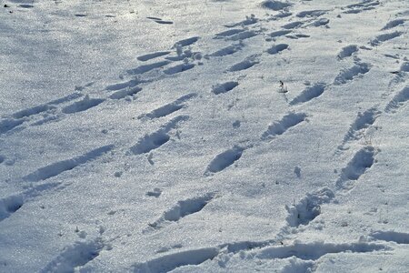 Nature meadow snowy country