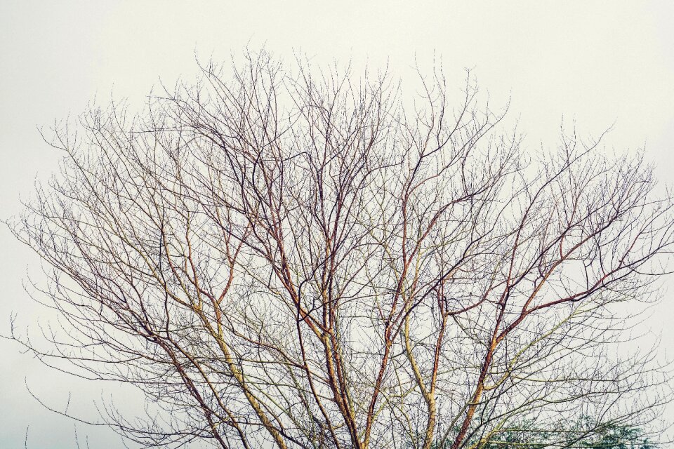 Branches fall autumn