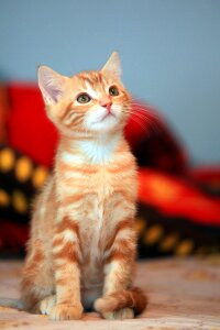 Kitten animal domestic photo