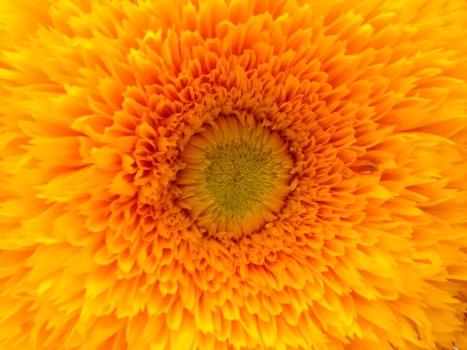 Bloom colour close up