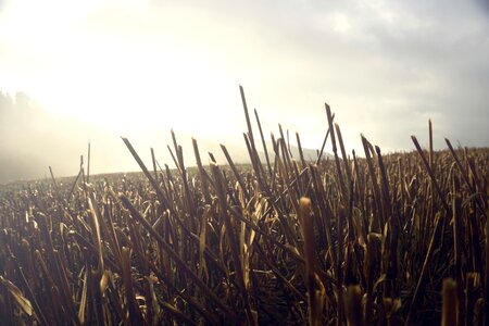 Crops agriculture farm