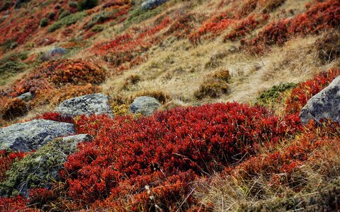 Grasses hedge shrubs