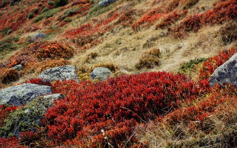 Grasses hedge shrubs photo