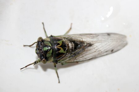 Wing animal fly