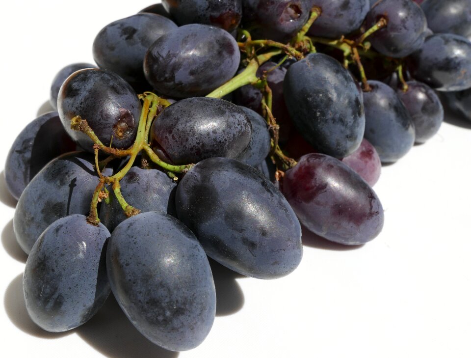 Träubel vitis vinifera infructescence