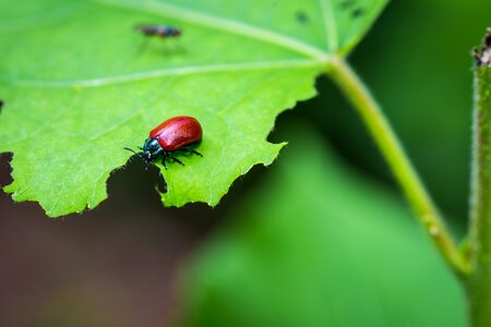Red beetle macro nature photo