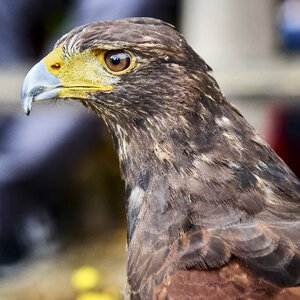 Bird of prey animal nature photo