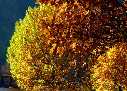 Golden autumn nature branches photo