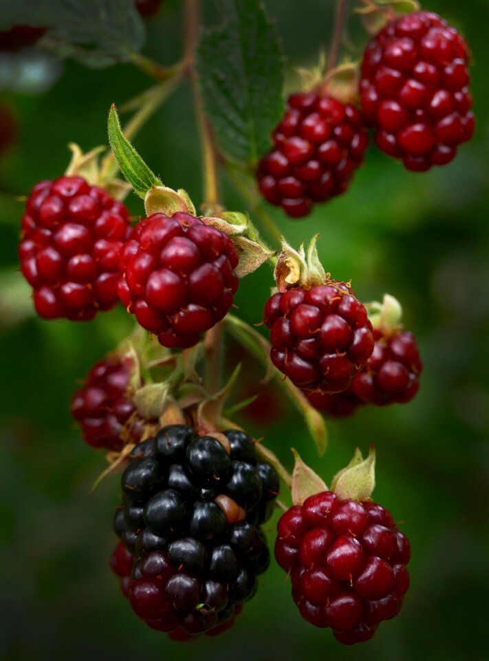 Infructescence fruit bush
