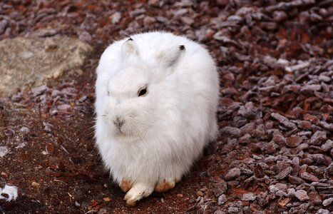 Animal animal world fur