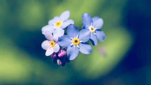 Summer garden floral photo