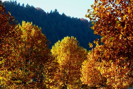 Golden autumn nature branches