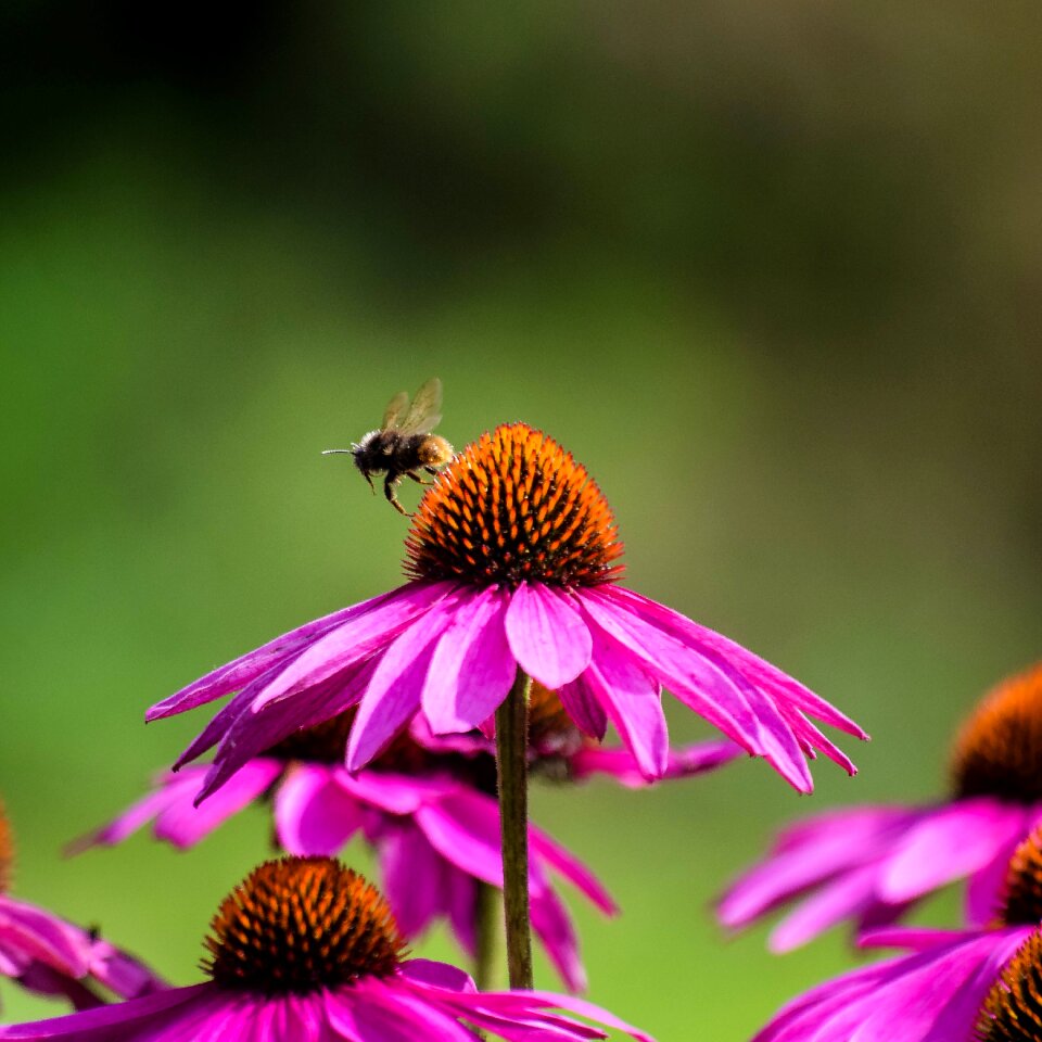 Summer outdoors wildlife