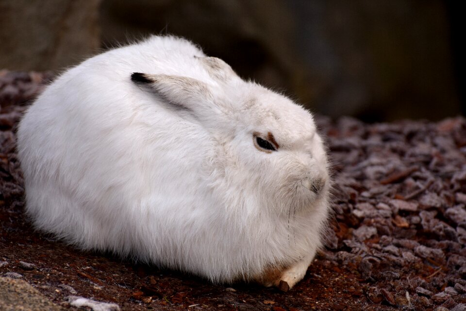 Animal animal world fur