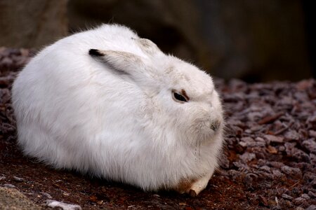 Animal animal world fur