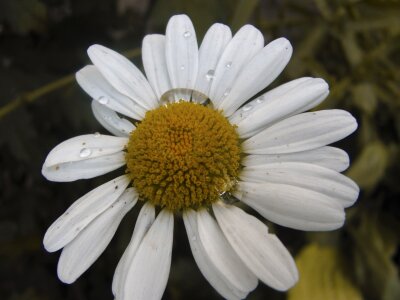 White flowers white yellow center