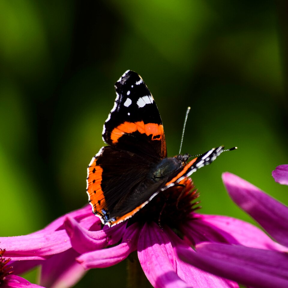 Summer outdoors wildlife