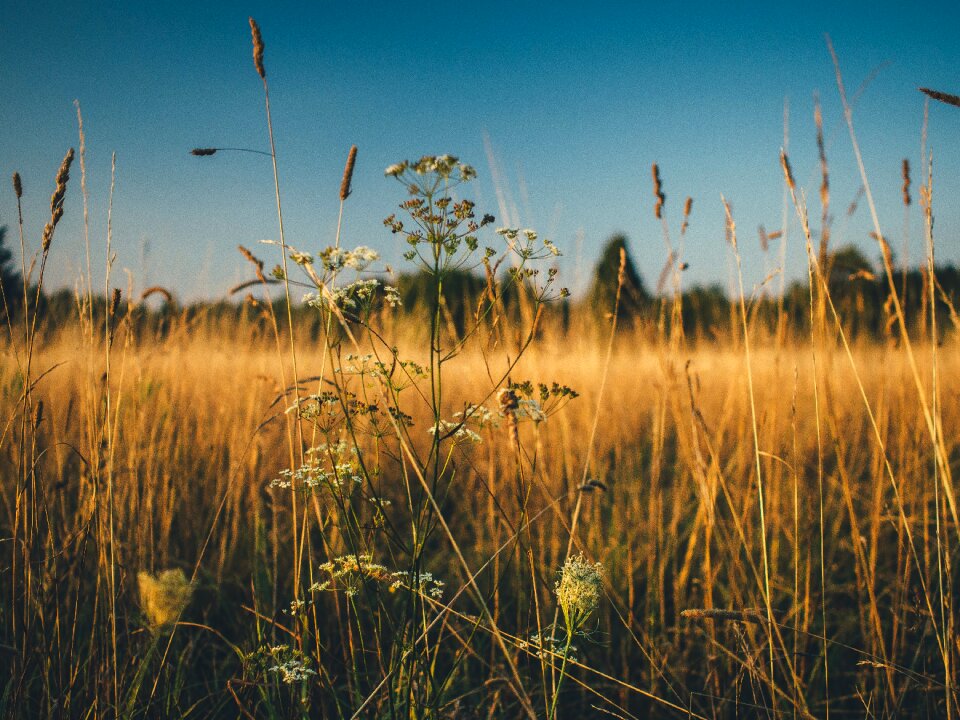 Crops agriculture nature