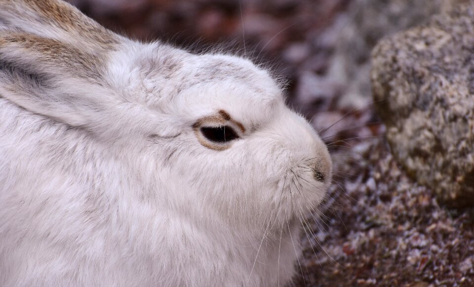 Animal animal world fur