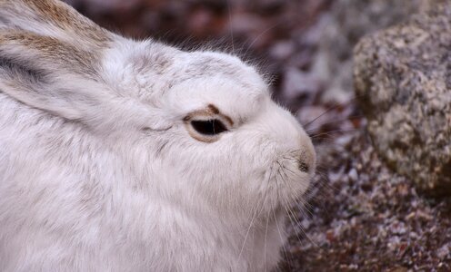 Animal animal world fur