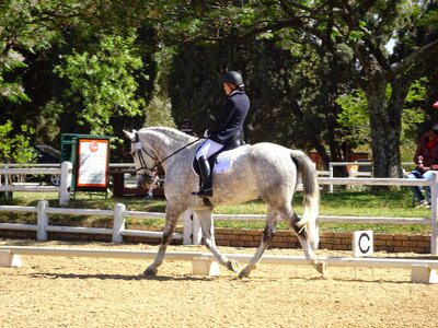 Dressage equine competition photo