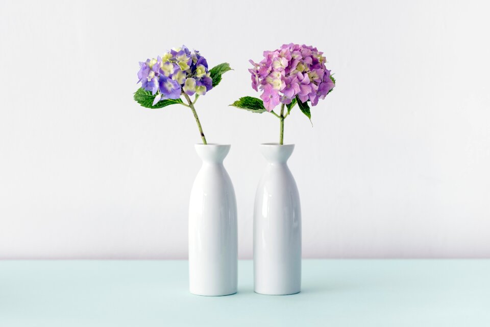 Flower purple lavender