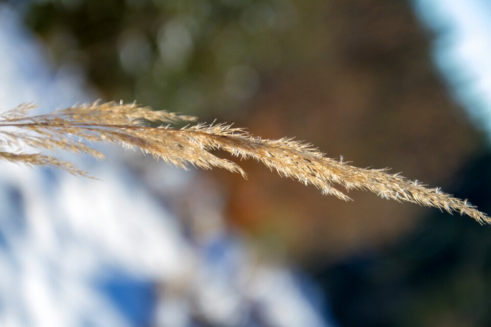 Nature winter snow
