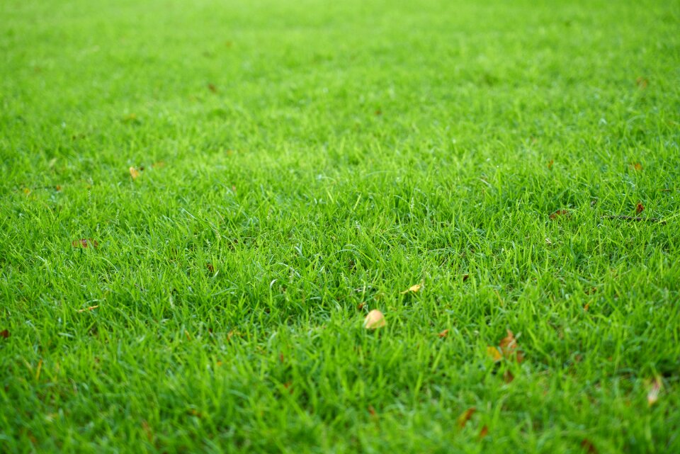 Background beautiful garden