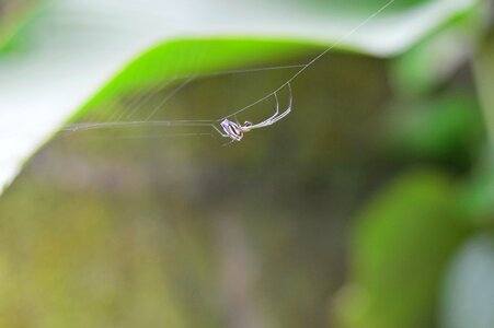 Macro animal arachnid