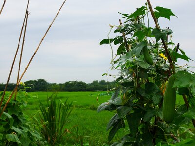 Hubei wuhan rice