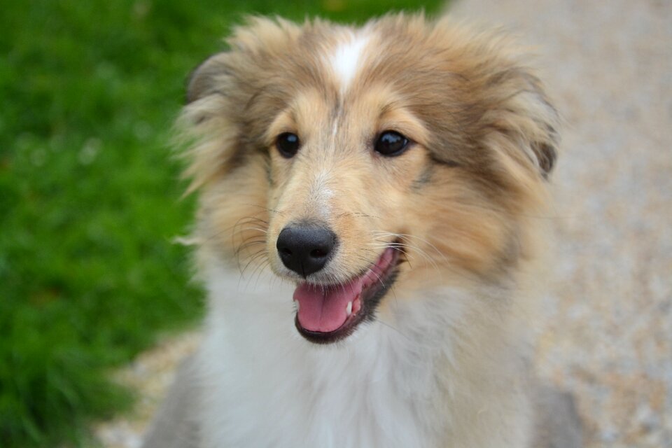 Shetland sheepdog animal domestic animal