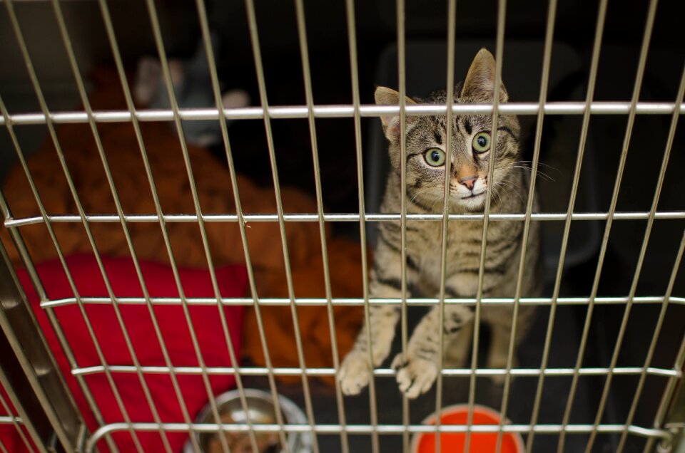 Pet cat youth sick cat